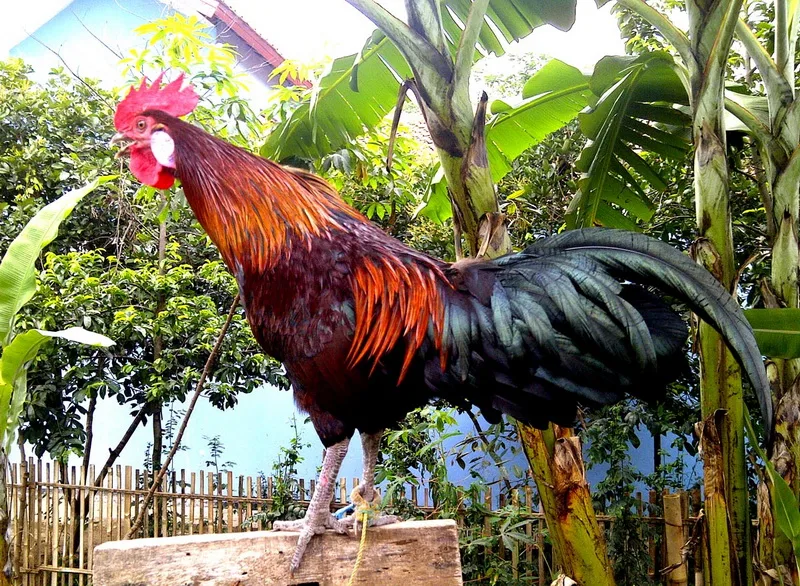 Conheça a Ayam Ketawa, a galinha cujo canto parece uma gargalhada humana