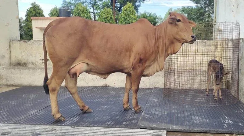 Vaca de uma raça dá à luz bezerra de outra em projeto para salvar genética bovina