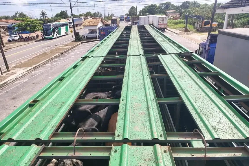 Fiscalização retém 80 bezerras e 32 toneladas de farinha de trigo no Pará; cargas somam R$ 333 mil