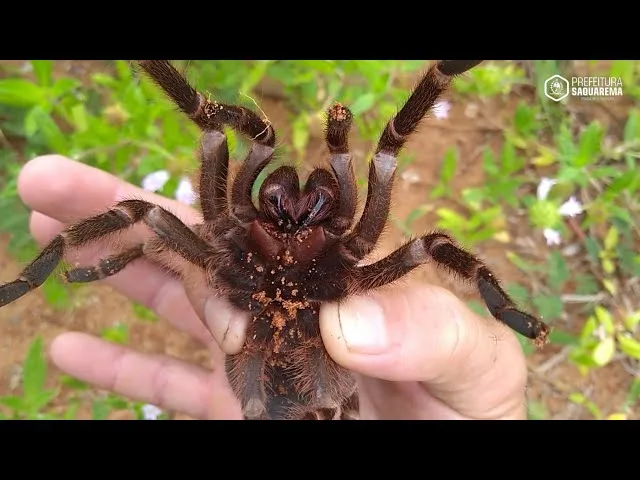 Aranha-caranguejeira tem veneno? Entenda o mito e por que muita gente remove por medo, mas poucos sabem o papel que ela desempenha