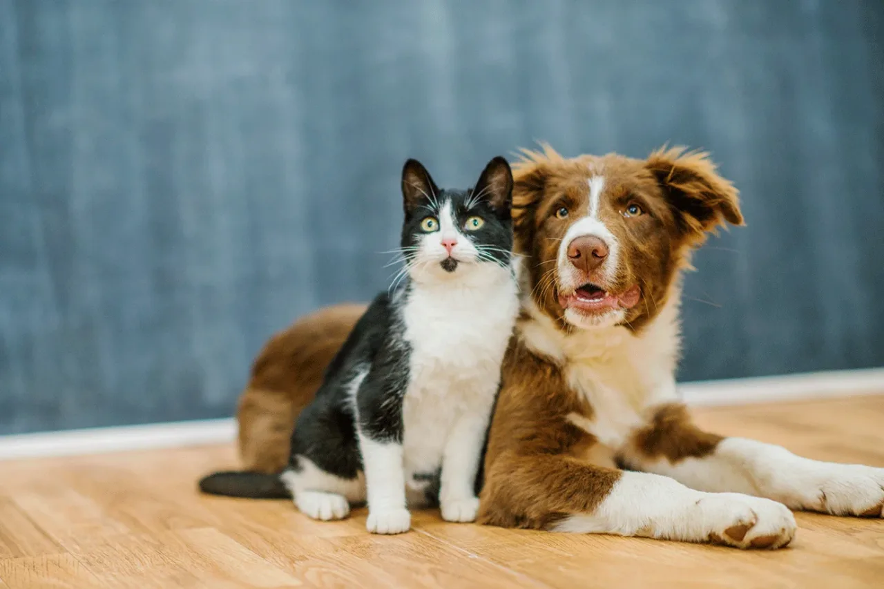 20 frases para celebrar o Dia Mundial dos Animais com seu pet nas redes sociais