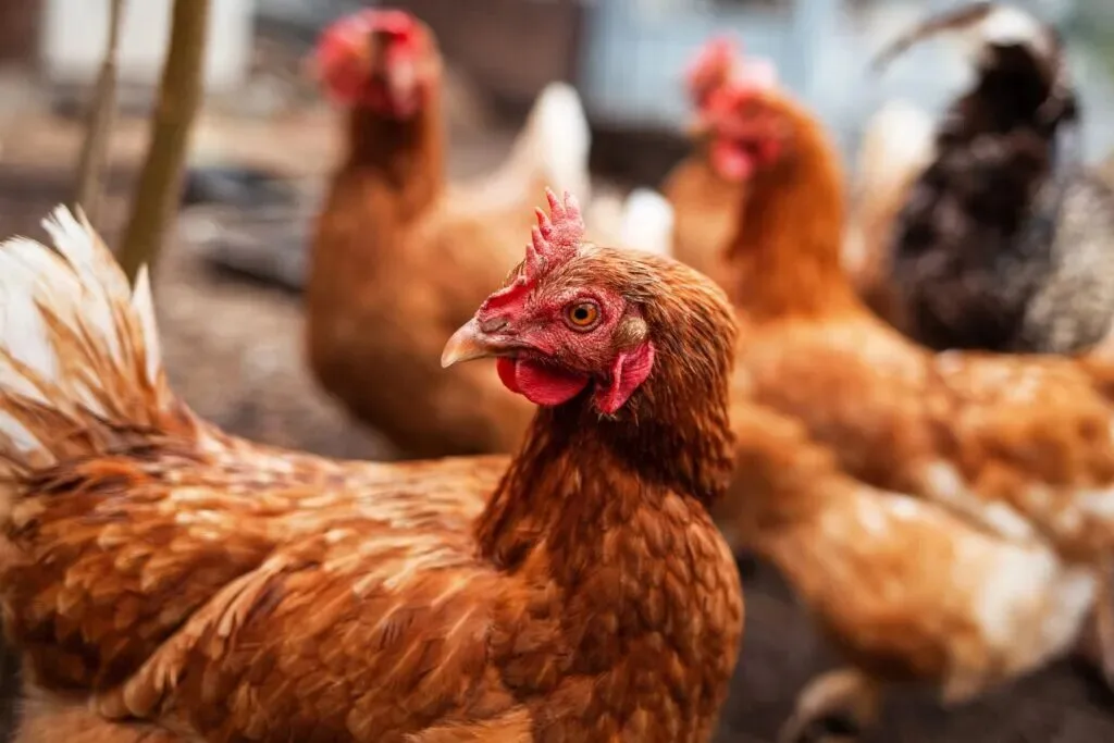Cidade capixaba tem 331 galinhas por morador e lidera produção de ovos no Brasil