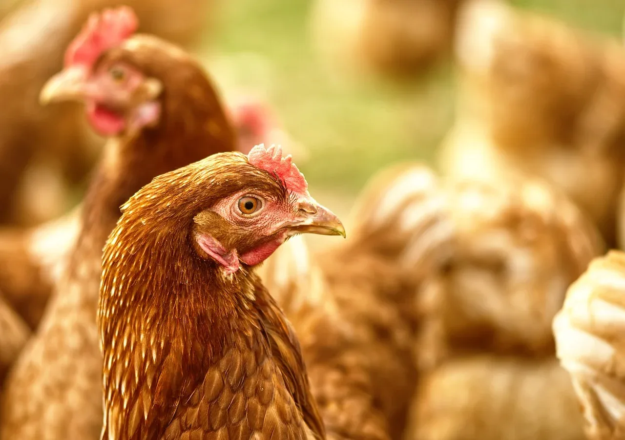Seis suspeitas de síndrome respiratória em aves são investigadas pelo Mapa
