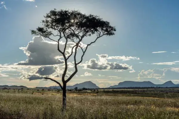 Desmatamento cai na Amazônia e no Cerrado em 2026