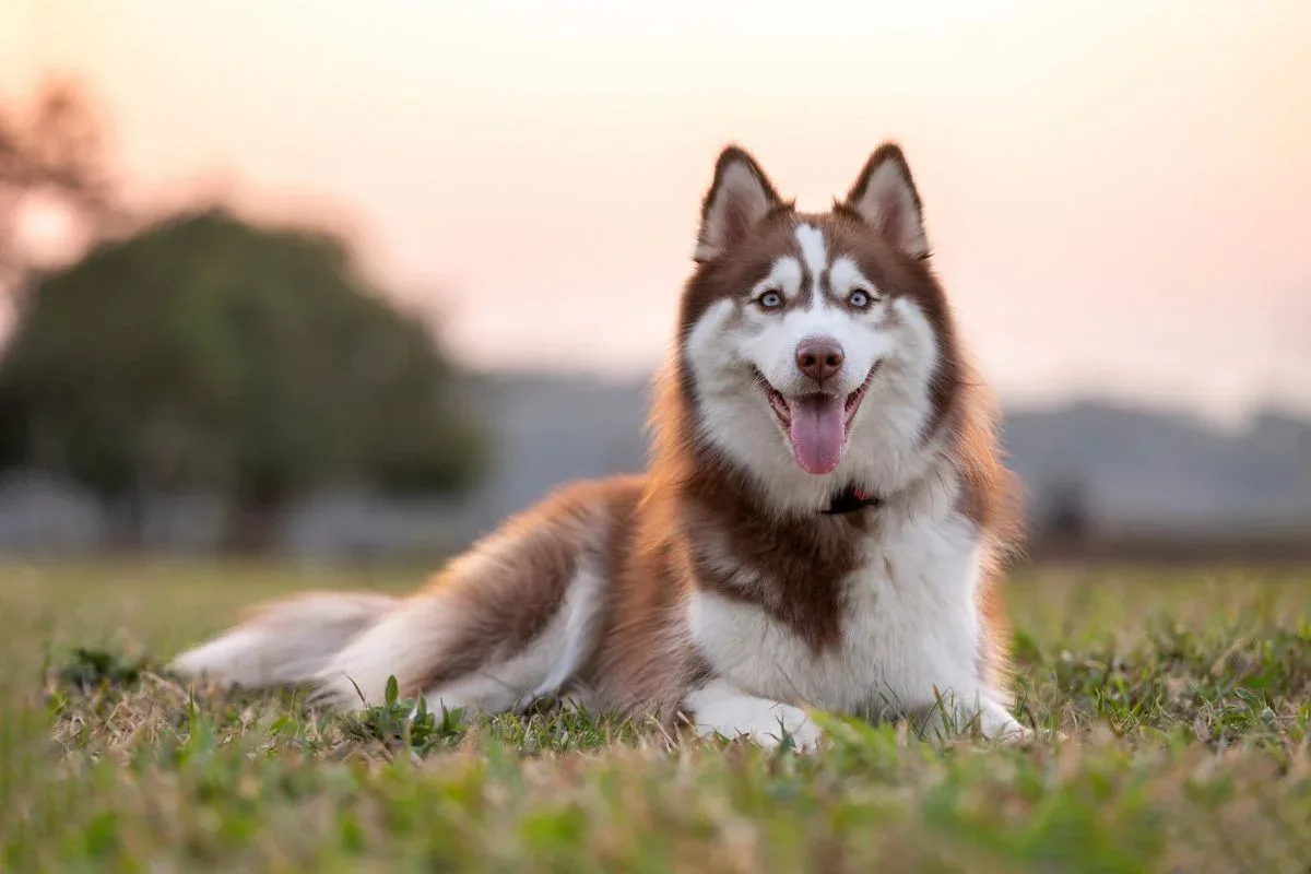 Mulher é condenada por arrastar husky siberiano no asfalto em Ceilândia
