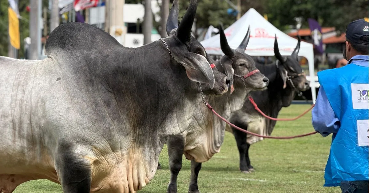 19ª Nacional do Guzerá destaca evolução da raça e anuncia vencedores