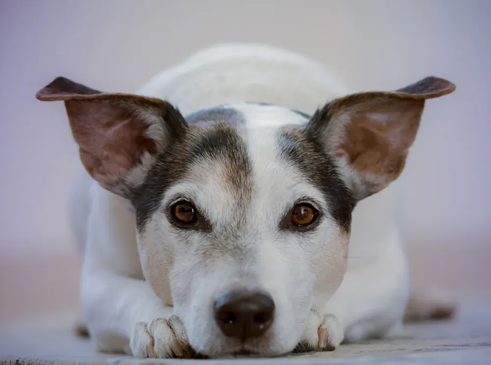 Por que cachorros comem o próprio vômito?