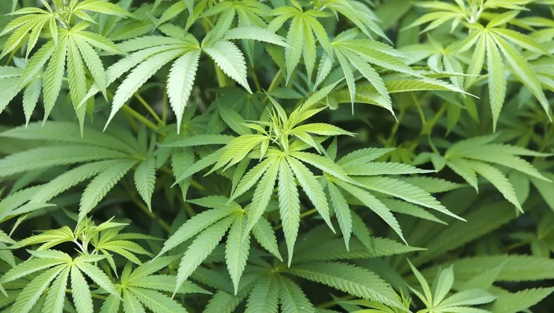 Importação de cannabis cresce 51% emdois anos e desafia produção nacional