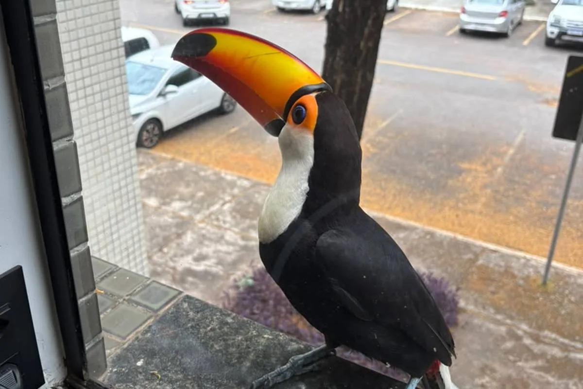 Tucano surpreende, bica janela de apê e pede fruta a moradora na Asa Norte