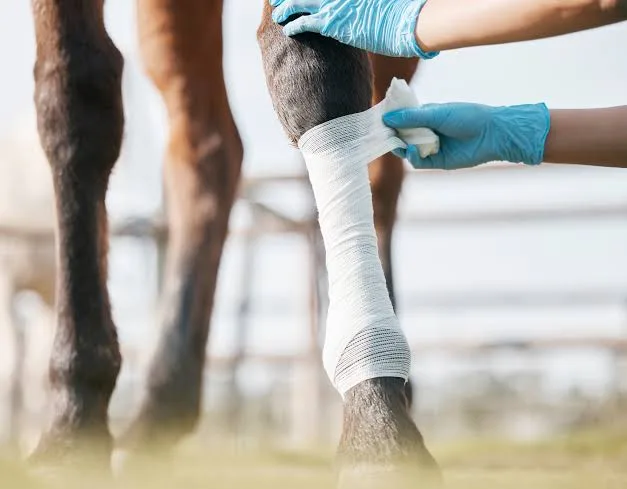 Peptídeo experimental acelera cicatrização de feridas em cavalos, aponta pesquisa