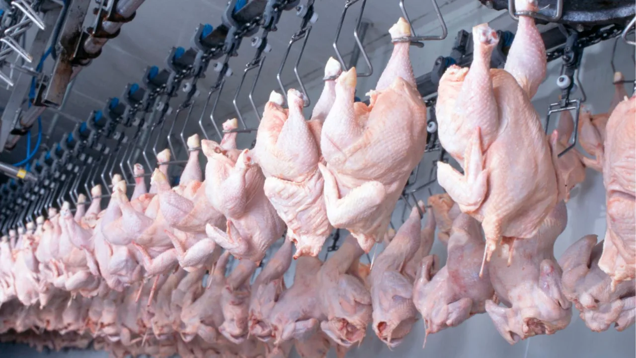 Exportações de frango atingem recorde trimestral