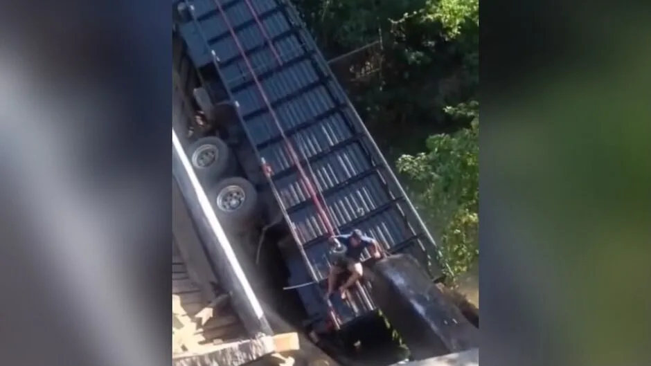 Ponte desaba com caminhão carregado de gado e oito animais morrem em MS