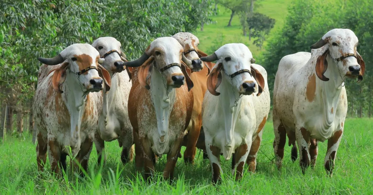 ABCGIL e EMBRAPA lançam novo Sumário Genômico de Machos e Fêmeas do Gir Leiteiro