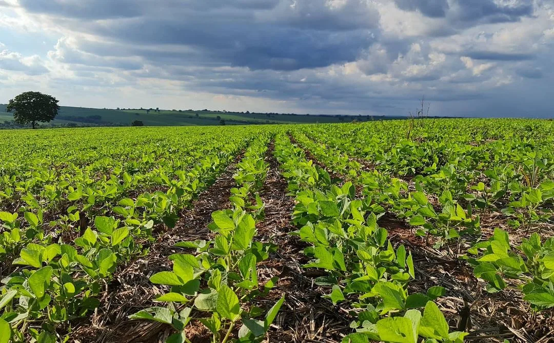EUA vendem 1,03 milhão de t de soja da safra 2026/27, revela USDA