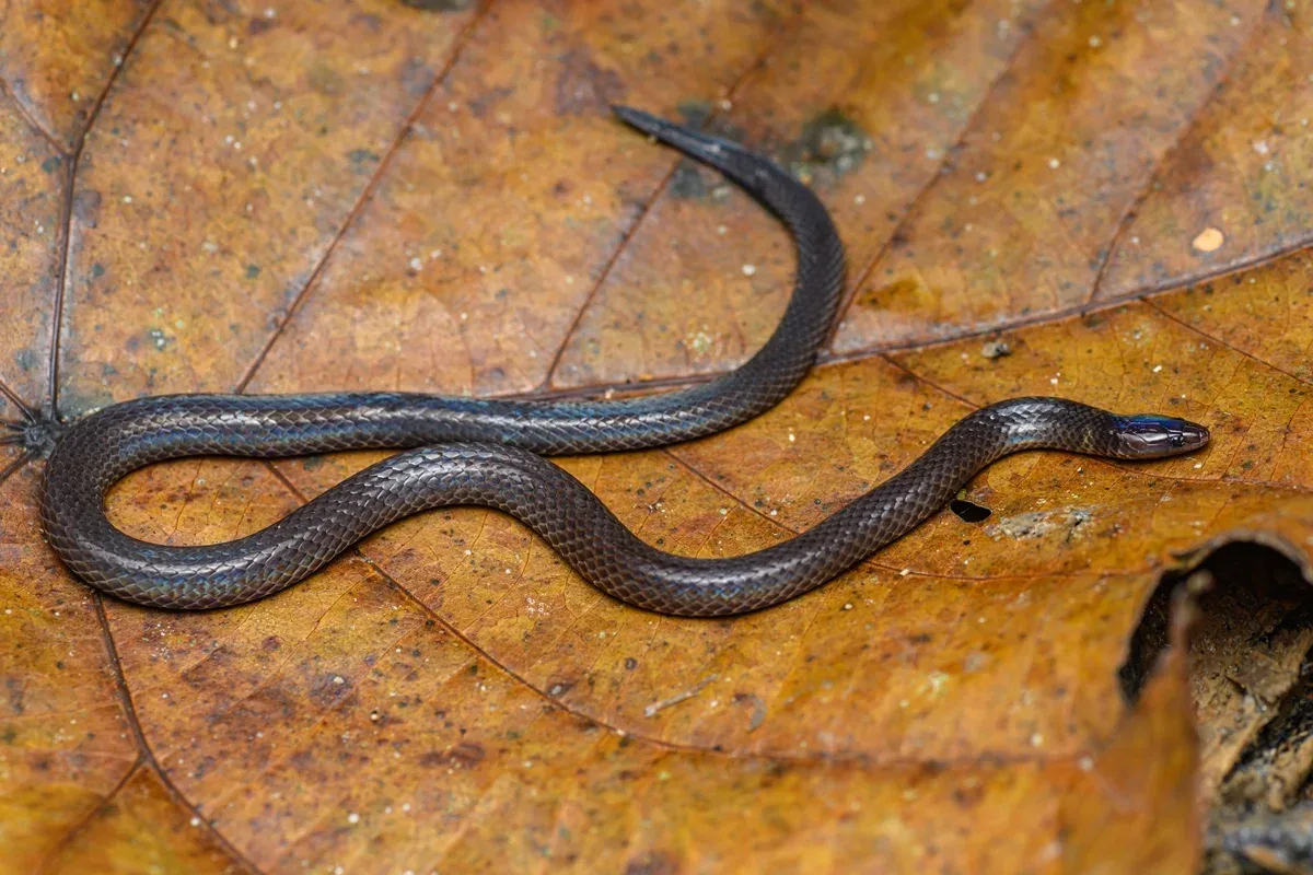 Cientistas descobrem como cobra dá cambalhotas para fugir de predadores