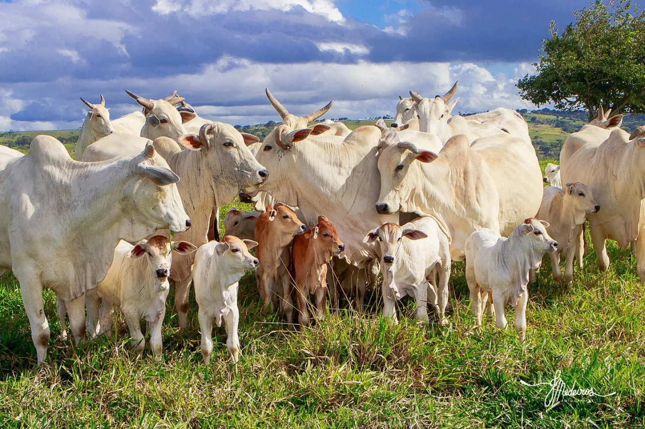 Quanto ganha uma fazenda de cria com 1.000 matrizes Nelore?