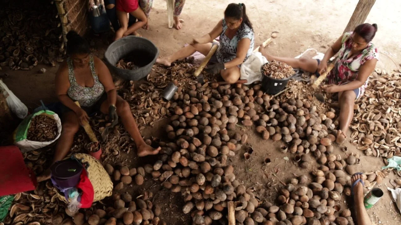 Com apoio da ciência, quebradeiras de coco do Maranhão produzem alimentos funcionais e veganos