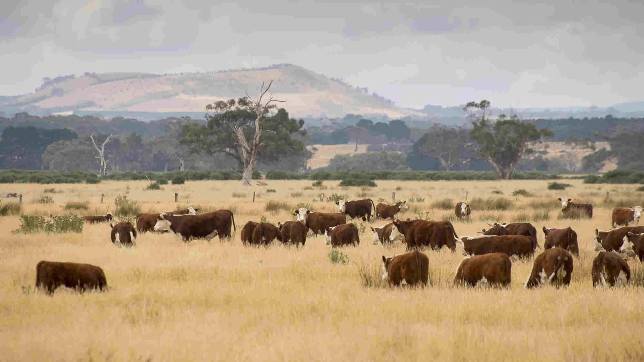 Austrália vai transformar três fazendas de gado em parques nacionais; são quase 400 mil hectares