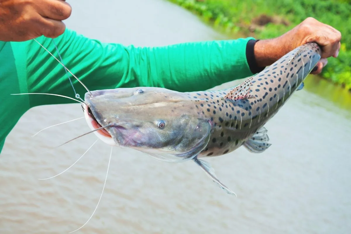Piracema começa em MT: pesca é suspensa e estoques devem ser declarados até 5 de outubro