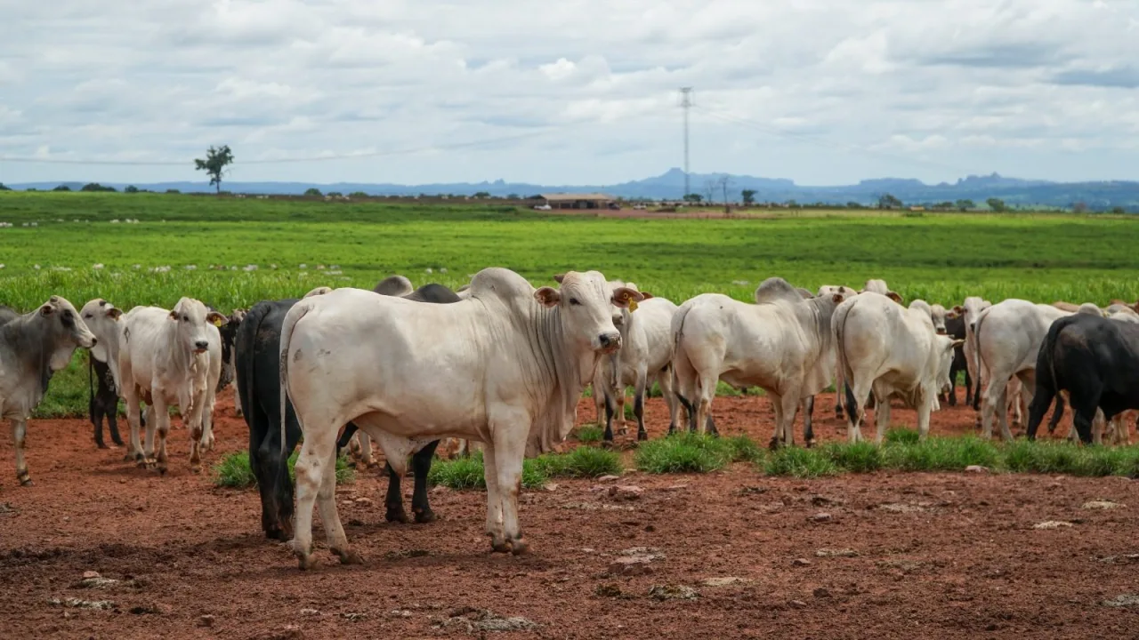Mato Grosso do Sul chega aos 49 anos com destaque na pecuária brasileira há mais de 2 décadas