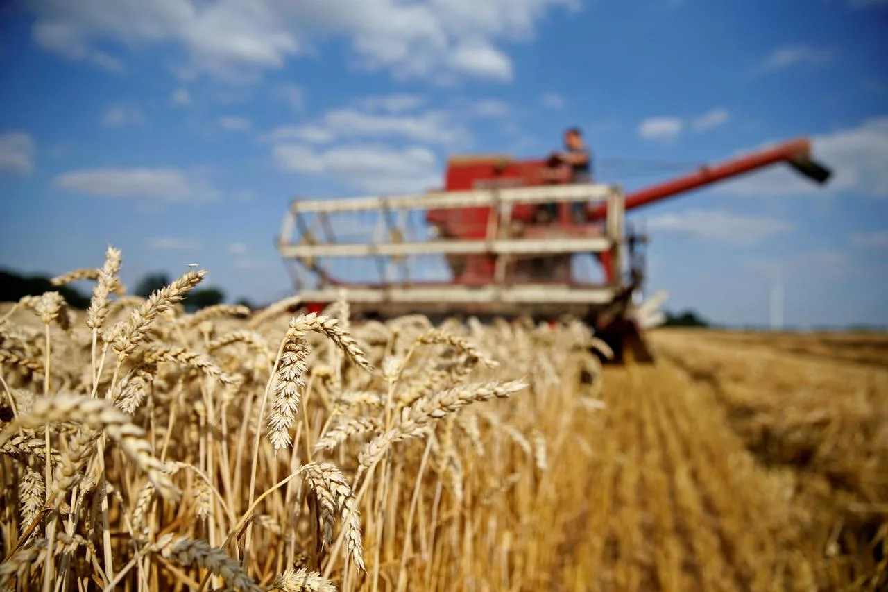 Preços externos do trigo recuam, mas oferta restrita sustenta cotações no Brasil