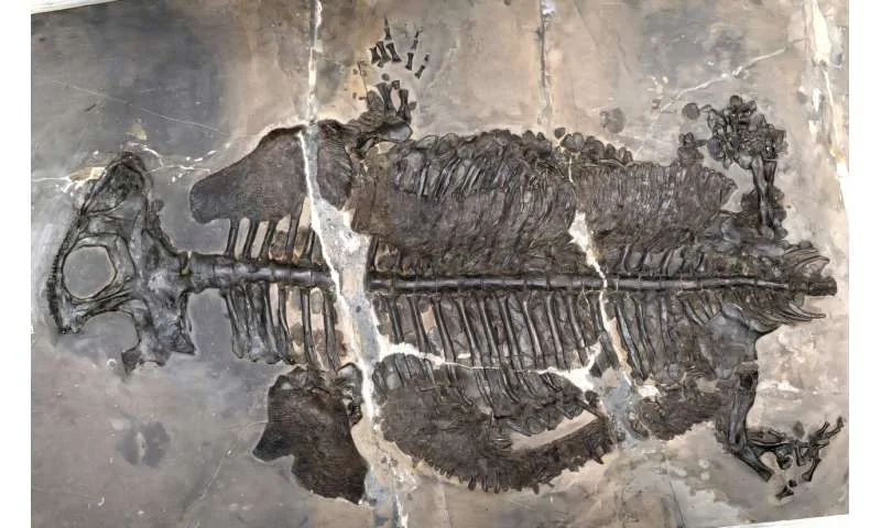 Este anfíbio pré-histórico aterrorizava fundo do oceano há 237 milhões de anos