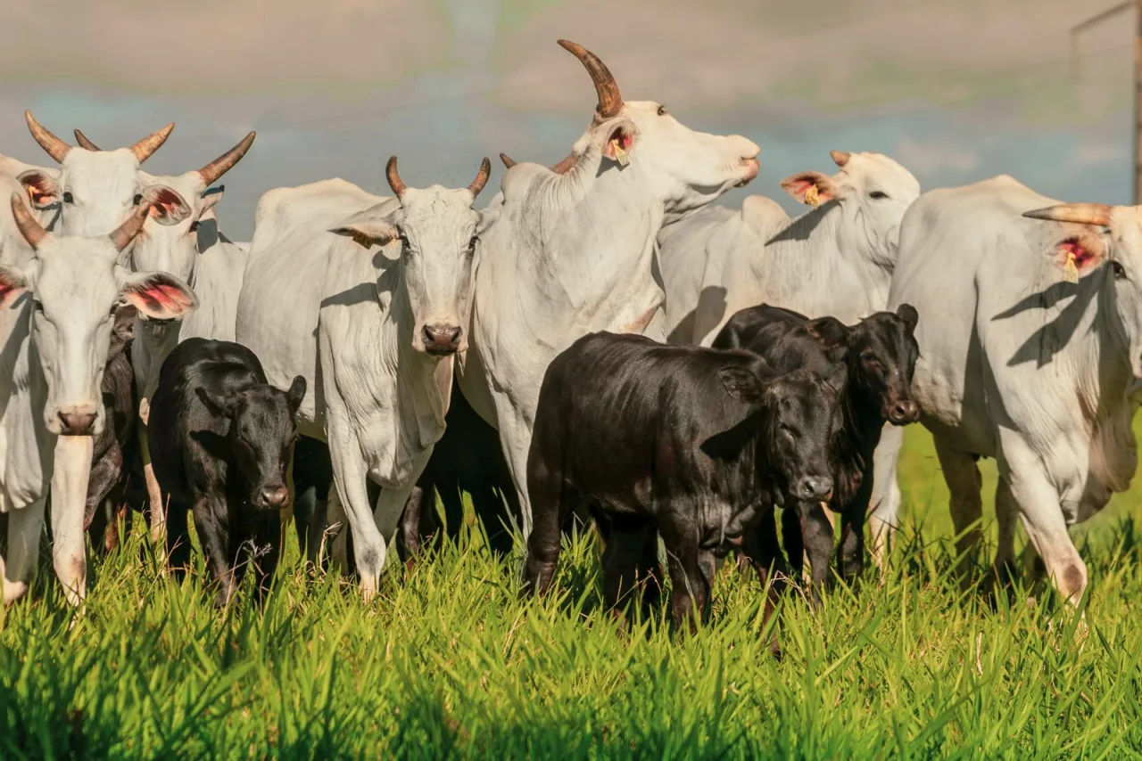 Chuvas irregulares nesta época do ano exigem atenção ao pasto e à nutrição dos bovinos
