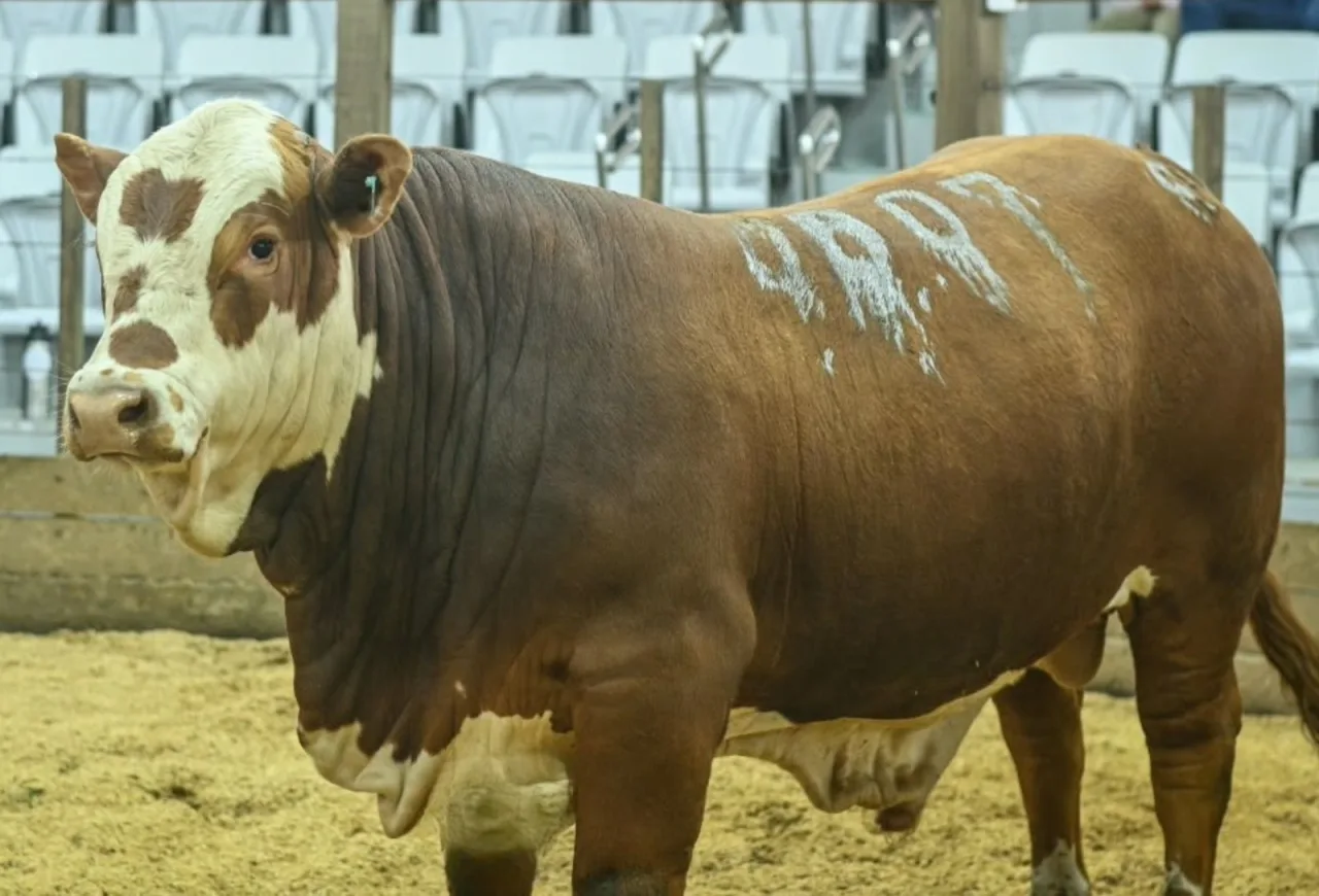 Três Marias conquista títulos supremos de Hereford na Exposição HB de Lavras do Sul