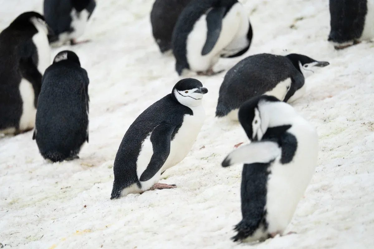 Colônia de pinguins deixa de ser maior do mundo após perder 250 mil casais