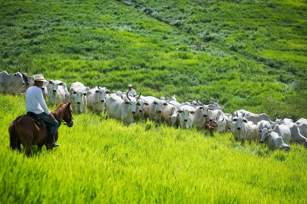 Plant Armor: tecido pode aumentar produção de morangos em 256%