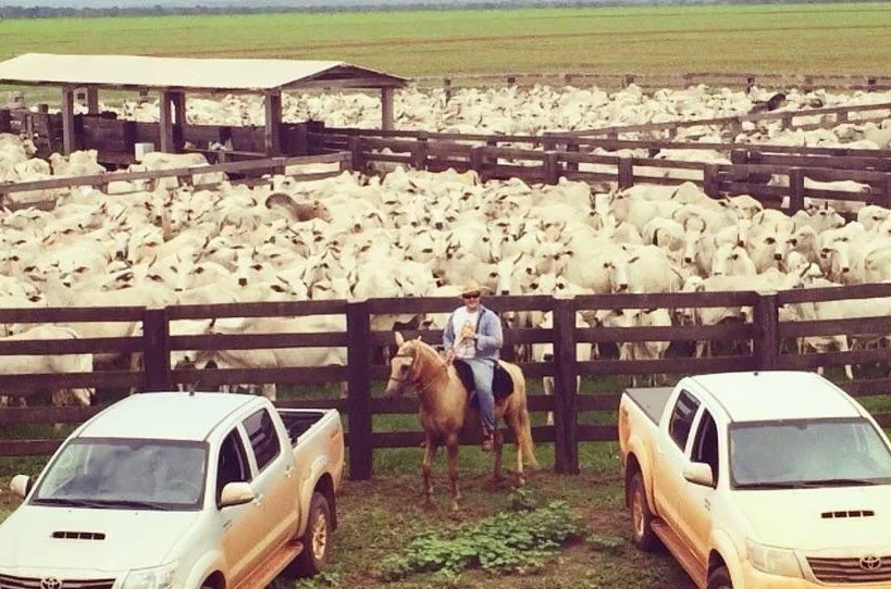 Tipos de curral para bovinos e como escolher o modelo para sua fazenda