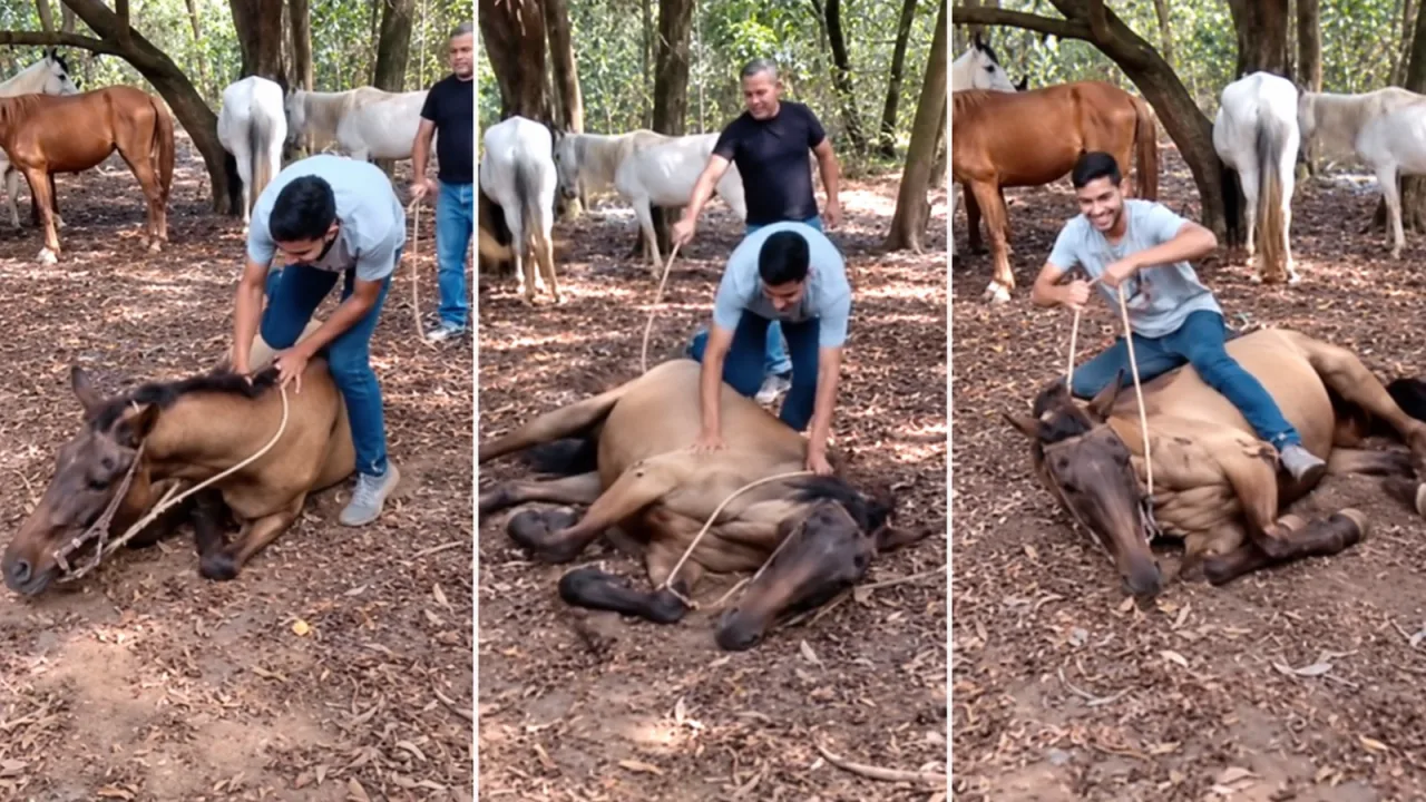 Cavalo “farsante” deita quando alguém monta e dono lança desafio; vídeo