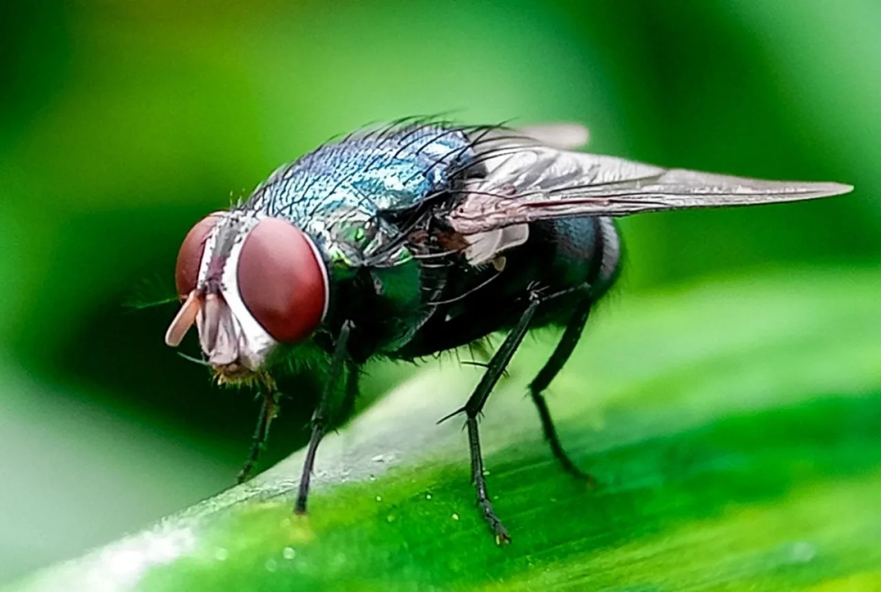 USDA confirma bicheira-do-Novo-Mundo em cão no Arizona; casos já atingem três estados dos EUA