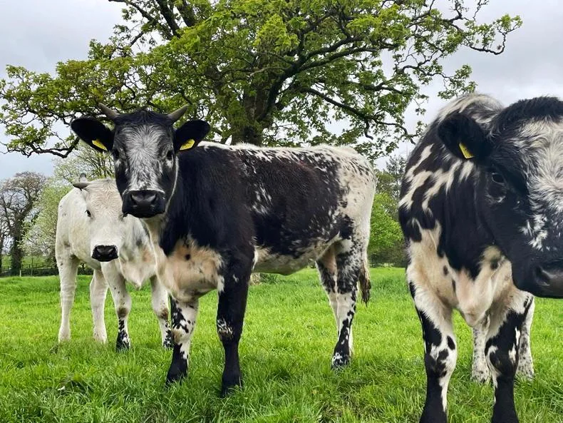 Droimeann: conheça a rara vaca irlandesa de “costas brancas” que quase desapareceu