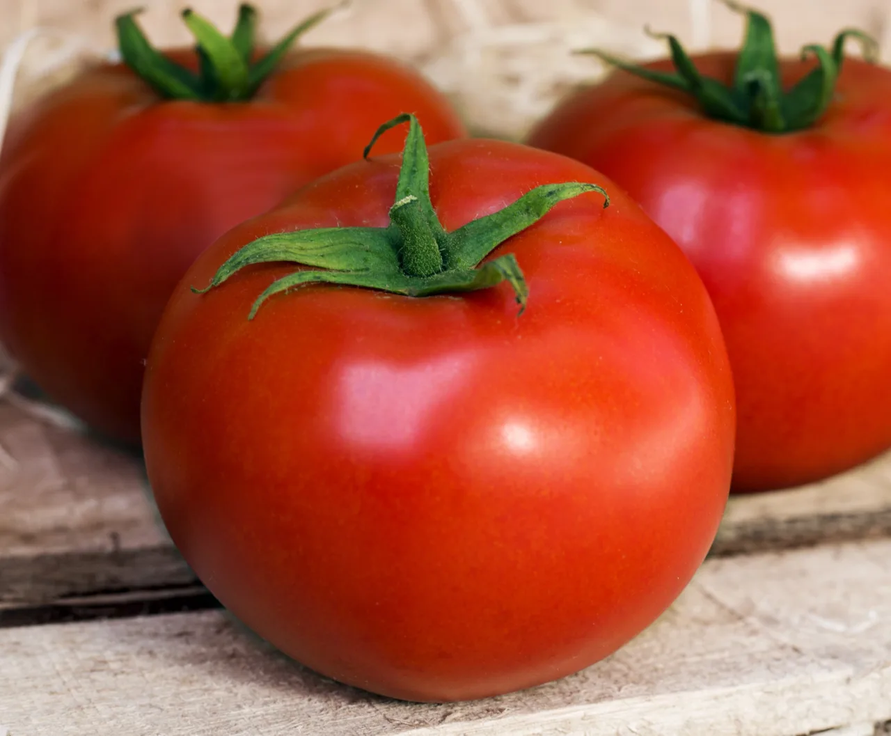 Vírus que ataca tomate e pimentão cruza fronteira e é identificado pela primeira vez no Chile