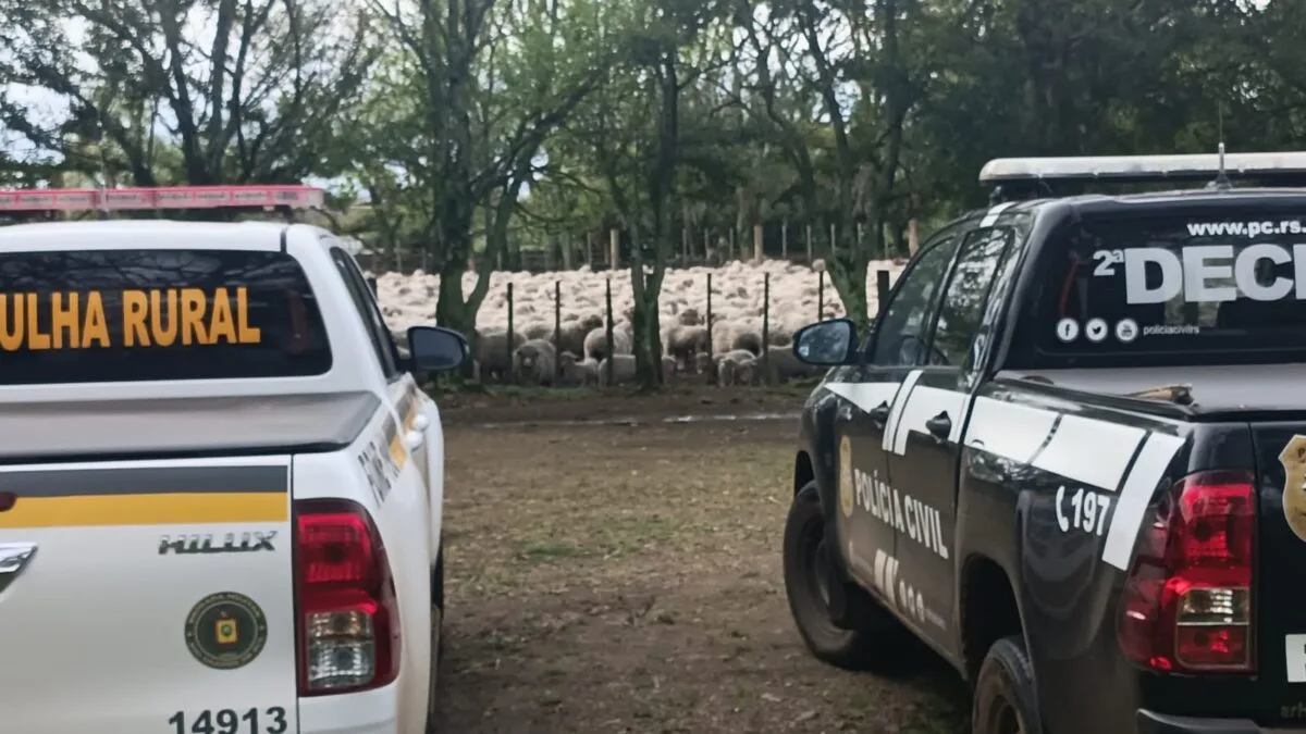Caso de 450 ovelhas “desaparecidas” tem reviravolta no RS após nova contagem do rebanho