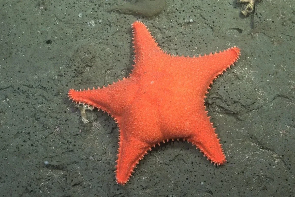 Até o Patrick Estrela: expedição descobre 57 novas espécies no fundo do mar