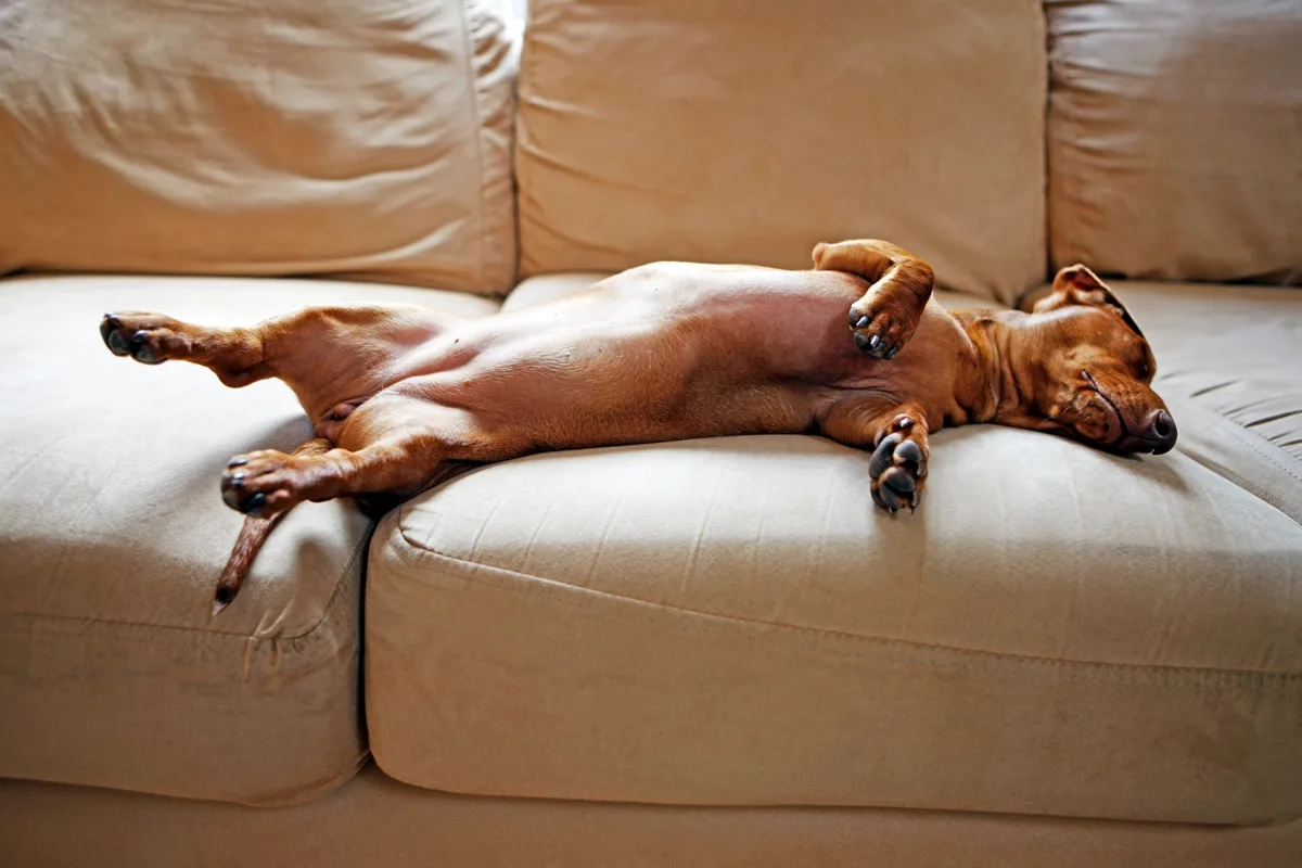 Seu cão dorme de barriga para cima? Entenda o que está por trás do hábito