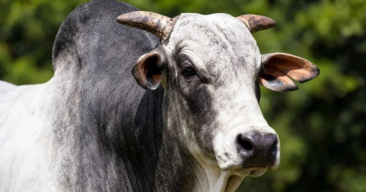 Quanto ganha o dono de um touro Nelore com a venda de sêmen em uma central de inseminação?