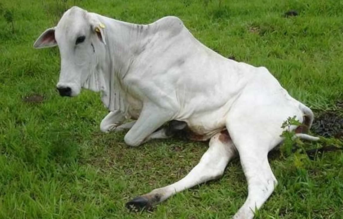 Acre confirma quatro casos de raiva animal e IDAF reforça alerta aos produtores do Juruá