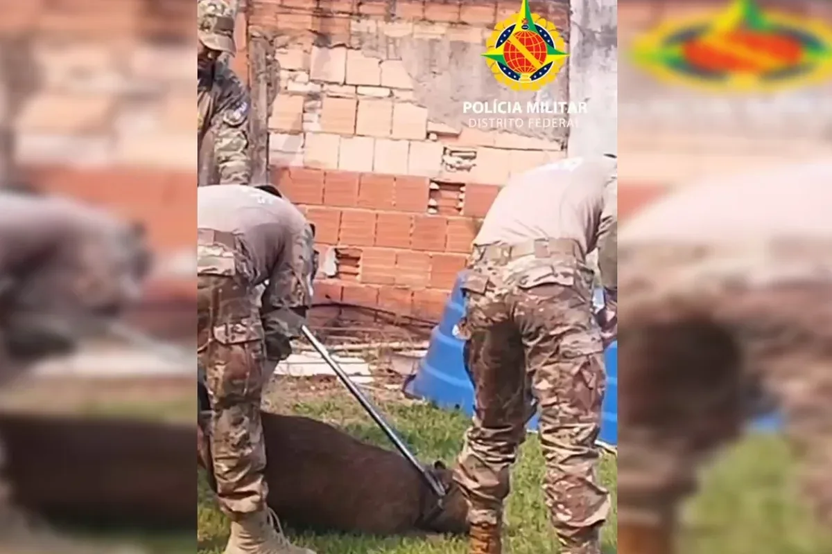Capivara dá trabalho, mas é resgatada após "invadir" quintal de casa no DF