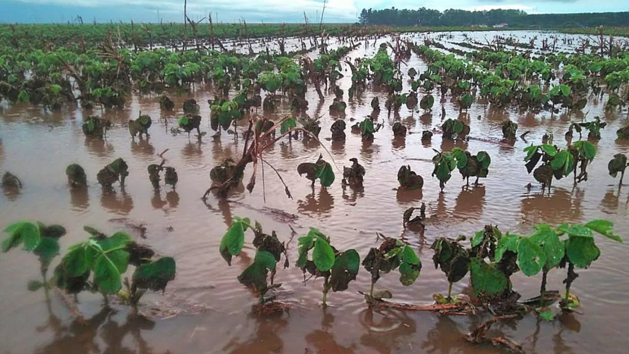 Quase 372 mm de chuva levam polo agrícola de MS a autorizar drenagem emergencial de lavouras