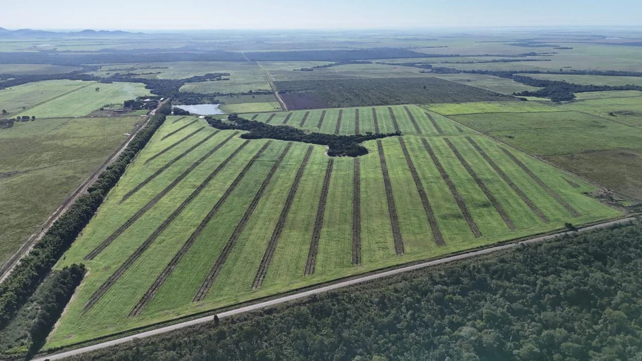 Google e McKinsey apostam em pastagens brasileiras para remover 320 mil toneladas de carbono