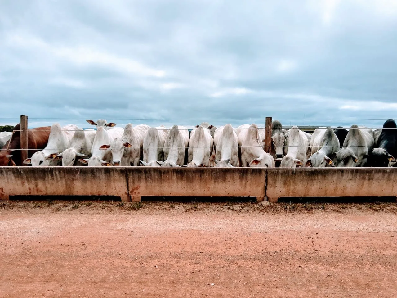Uma arroba de boi gordo já paga mais de 30 dias de alimentação no confinamento