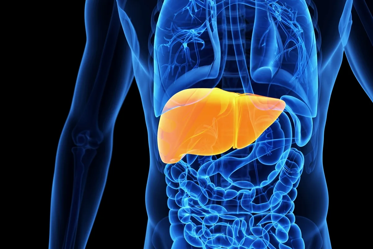 Hepatologista cita hábitos matinais que contribuem para um fígado saudável