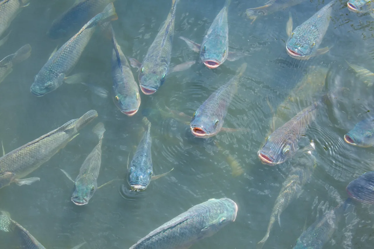 PEIXE BR debate desafios e oportunidades dos principais mercados globais na Seafood Show
