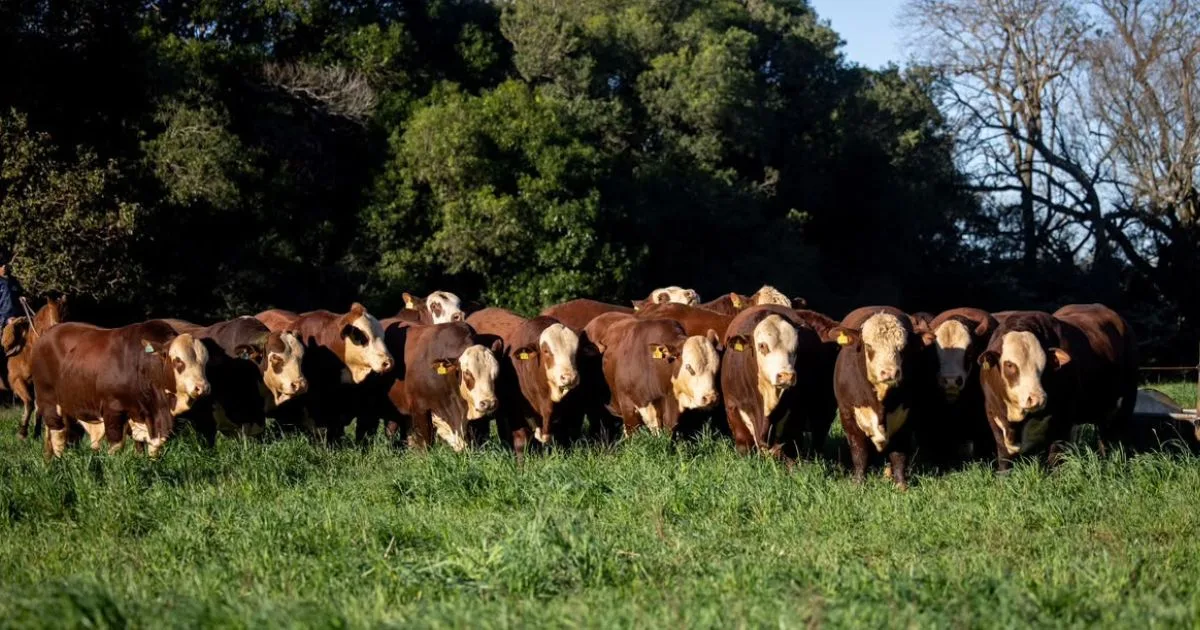 Braford da Fazenda Esperança conquista 1º e 3º lugares em prova de eficiência alimentar da UFRGS