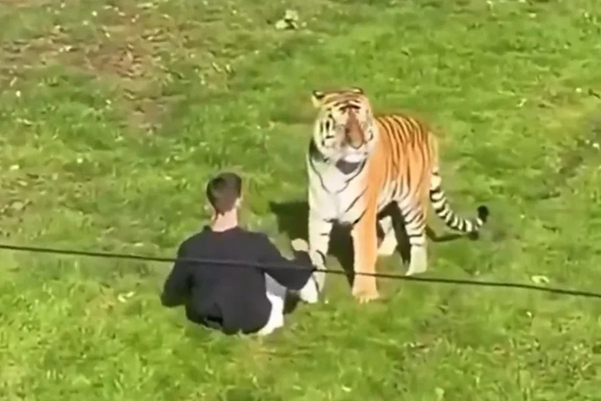Homem morre após invadir recinto de tigres em zoológico da Inglaterra