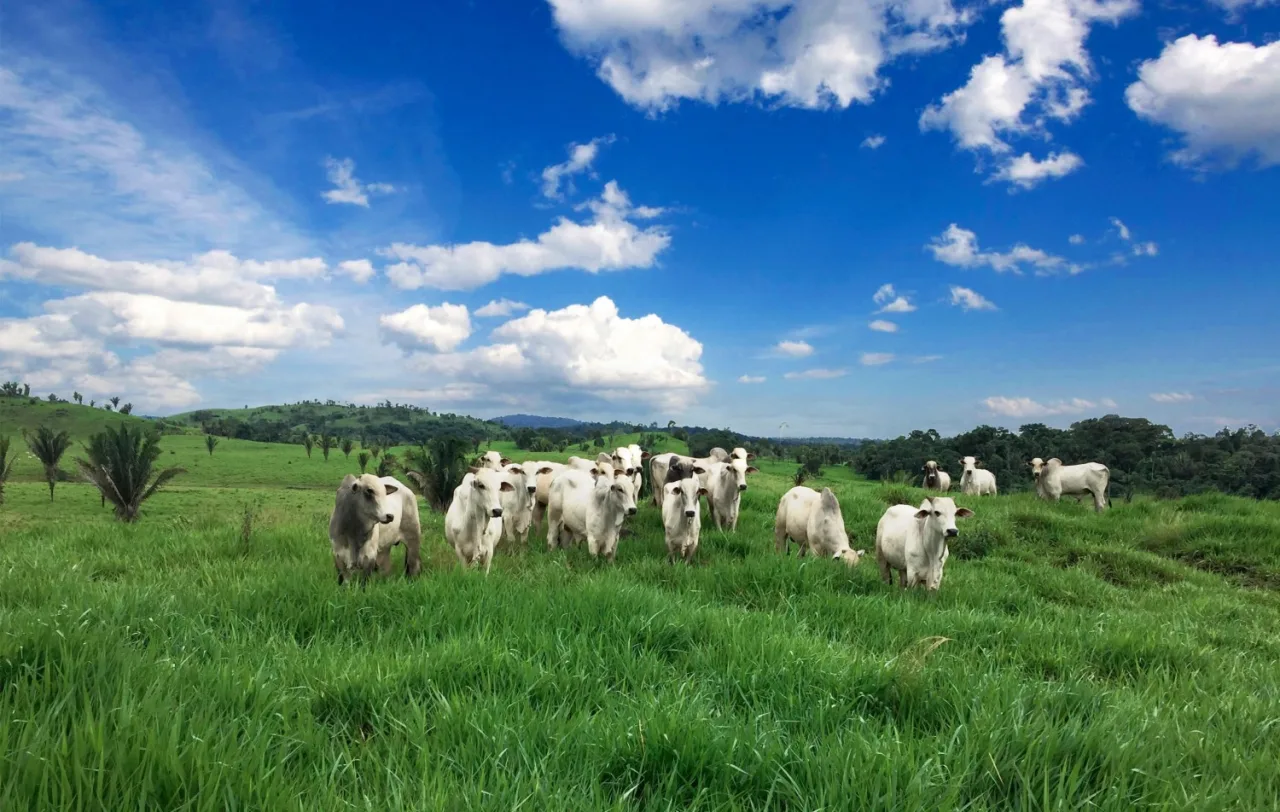 Agropecuária ocupa territórios próximos aos preservados na Amazônia