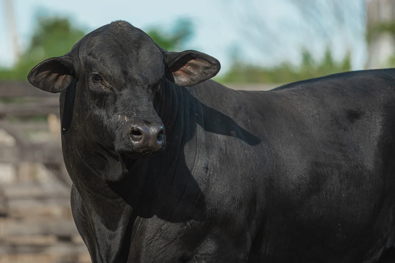Embrapa cria IA gratuita para ajudar pecuarista a escolher touros Brangus